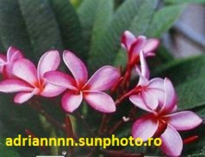 HAWAIIAN PINK PLUMERIA