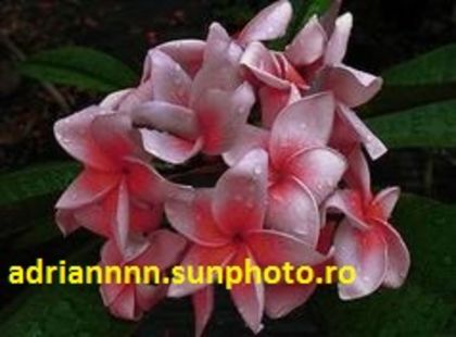 PLUMERIA JULECIA - SEMINTE PLUMERIA DE VANZARE