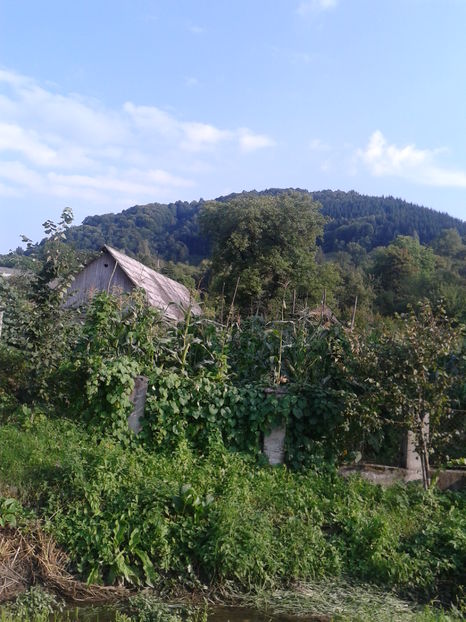 Fotografie0375 - A - 3 Valea Stejarului  comuna Vadul Izei