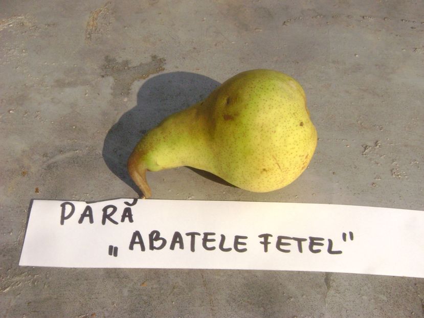 Para Abatele Fetel 1; Para Abatele Fetel
