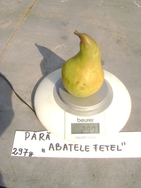 Para Abatele Fetel 5 - Par Abatele Fetel