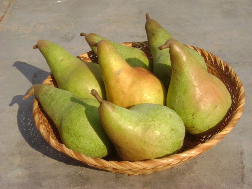 Para Abatele Fetel 14; Para Abatele Fetel
