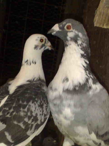 Guillermo-Jose
