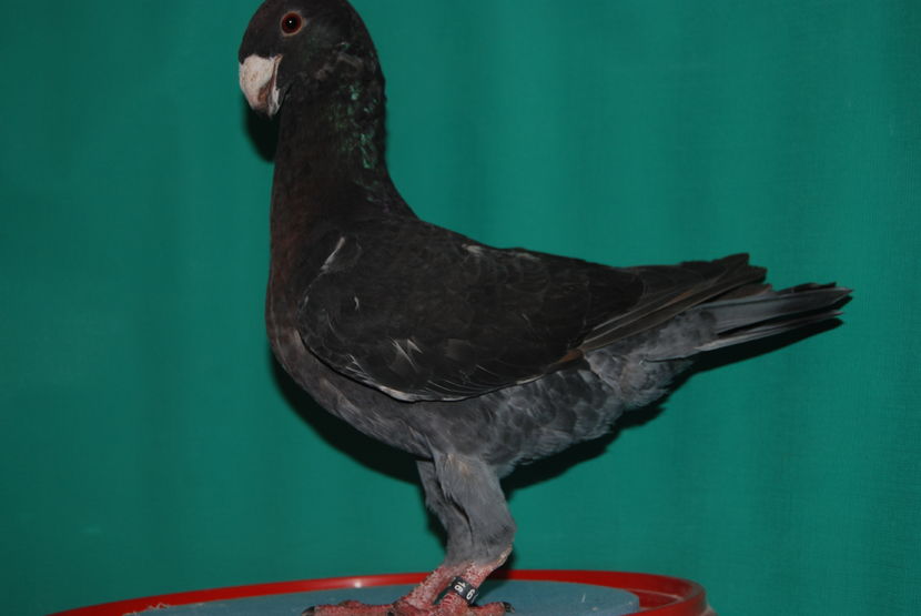 fem 2016 [ro]vinduta