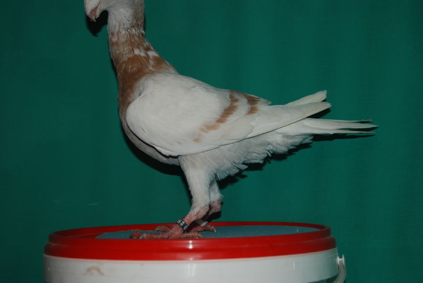 masc 2016 [ro]vindut