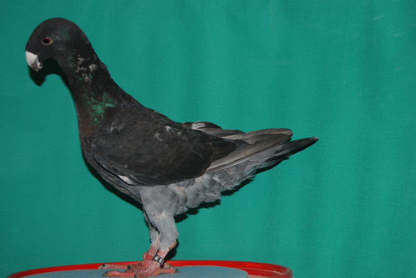 fem 2016 [ro]vinduta