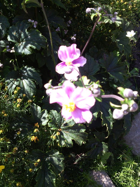  - 01-Flori din curtea mea 2016