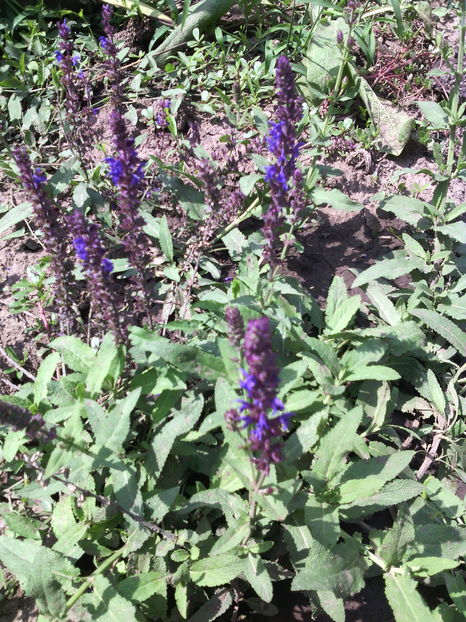  - 01-Flori din curtea mea 2016