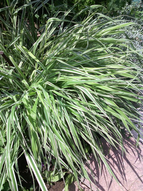 iarba decorativa - 01-Flori din curtea mea 2016