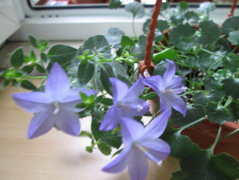  - Campanula