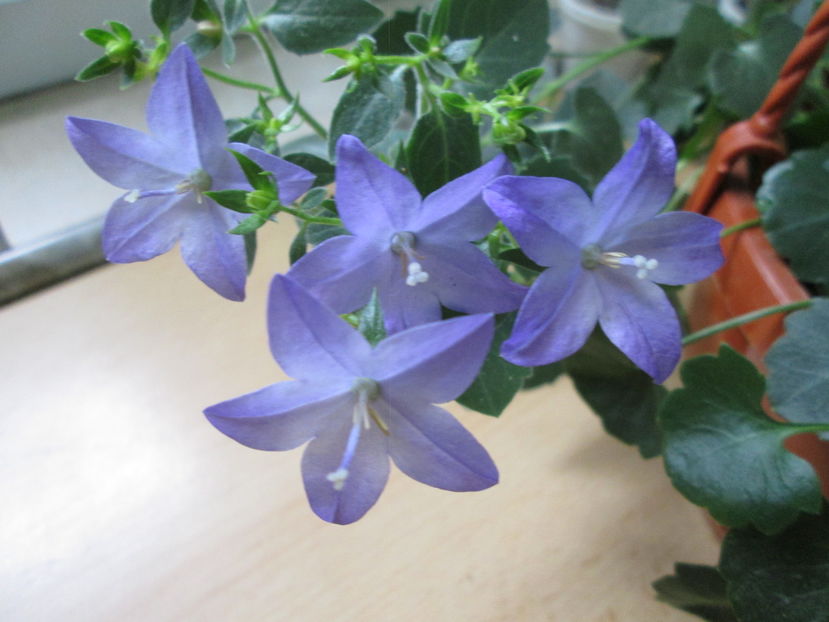  - Campanula