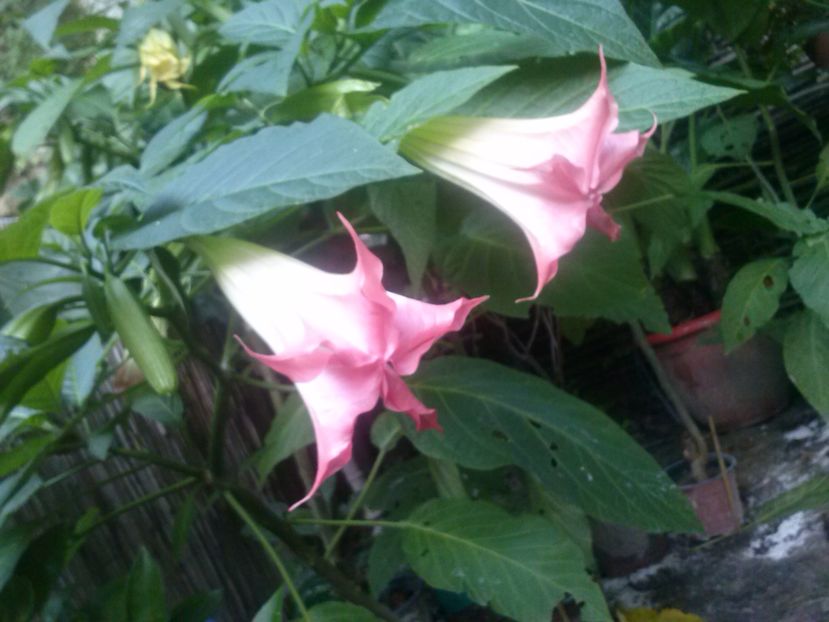 1 - Brugmansia  trompeta ingerilor