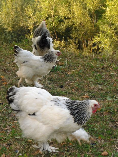 SAM_6560 - brahma herminat deschis 2016