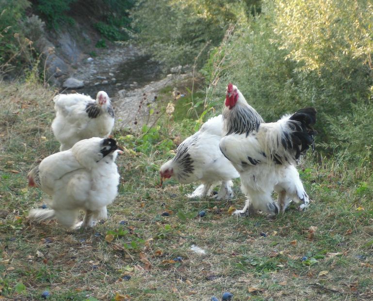 SAM_6561 - brahma herminat deschis 2016