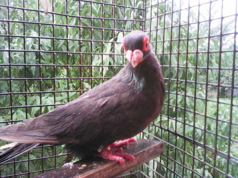  - B E R B E R I  ---    BARBS  PIGEONS