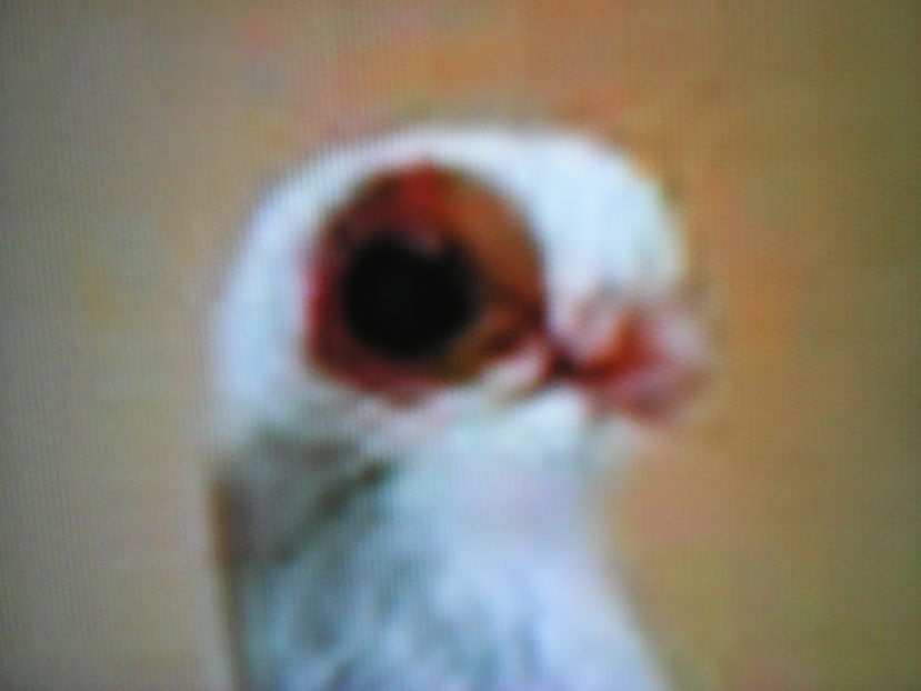 - aranjare poze