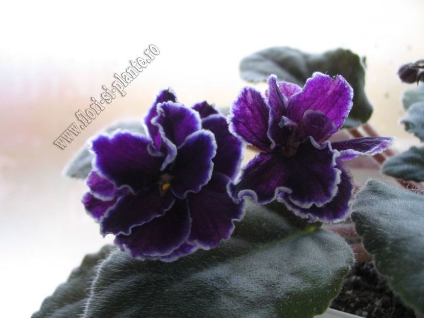 Saintpaulia Black Ace 6 - Violete-Dorinte