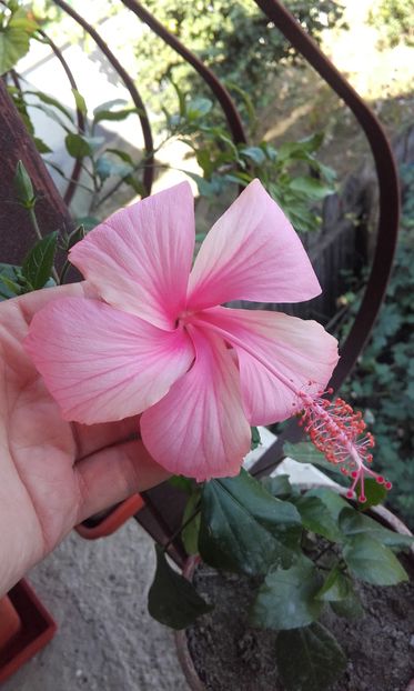  - trandafirii chinezesti-hibiscus rosa sinensis