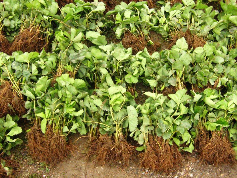 plante capsuni hida (8) - Plante de capsuni