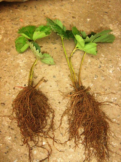 plante capsuni hida (10) - Plante de capsuni