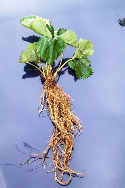 plante capsuni hida (25)