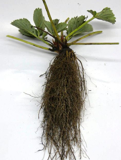 plante capsuni hida (33) - Plante de capsuni