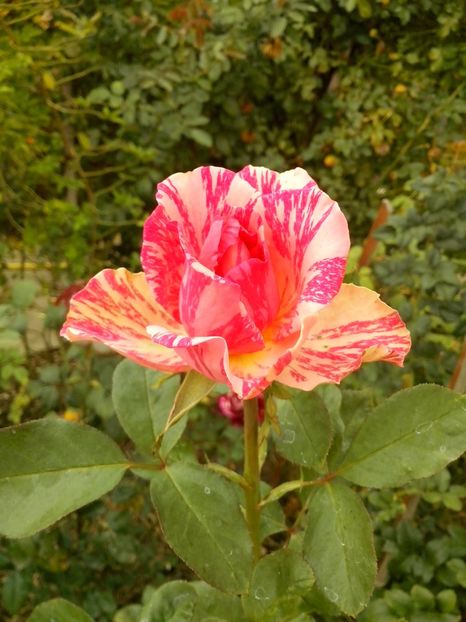 nr 30 - 0 TRANDAFIRI DIMOV 2016