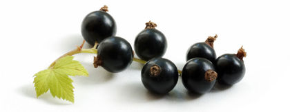 coacaz negru hida (10) - Coacaz negru