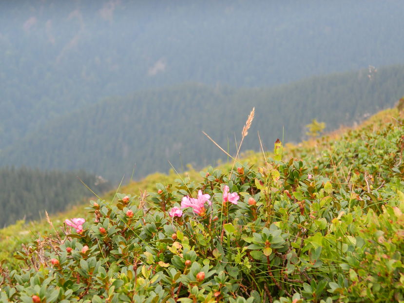  - 2016 PARANGU MIC _4