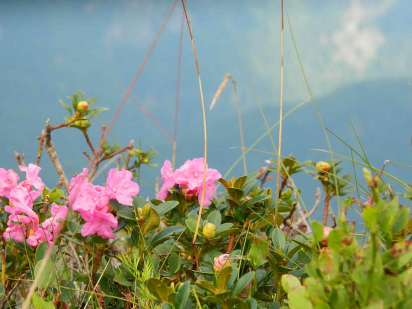  - 2016 PARANGU MIC _4