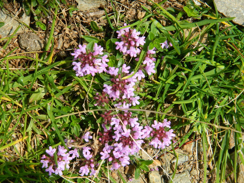  - 2016 PARANGU MIC _4