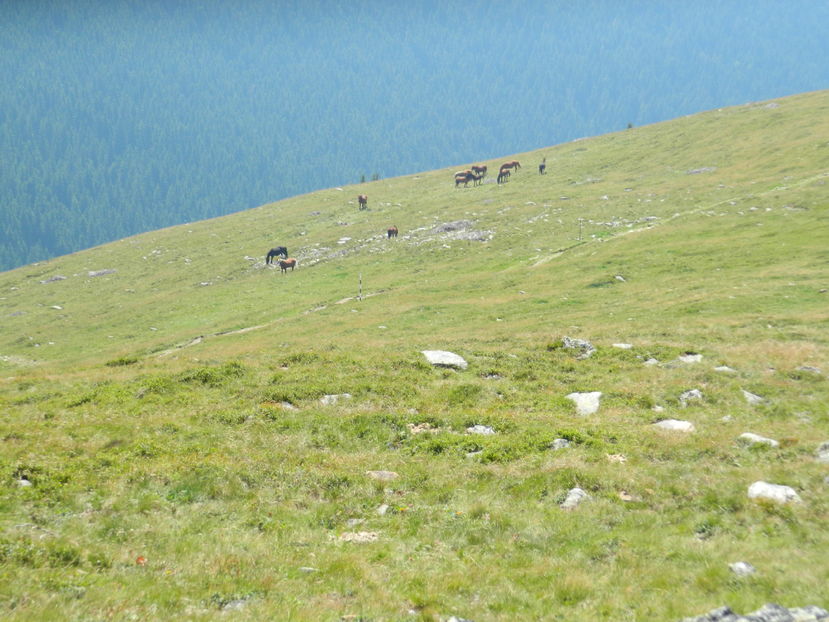  - 2016 PARANGU MIC _4