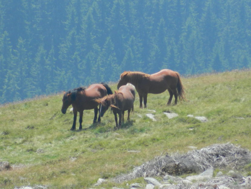  - 2016 PARANGU MIC _4