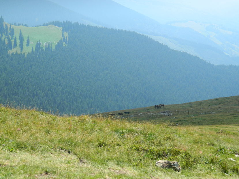  - 2016 PARANGU MIC _4