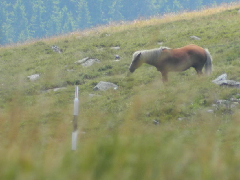  - 2016 PARANGU MIC _4