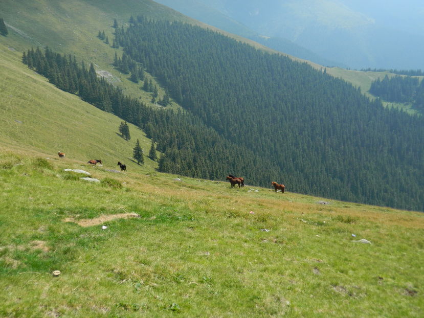  - 2016 PARANGU MIC _4