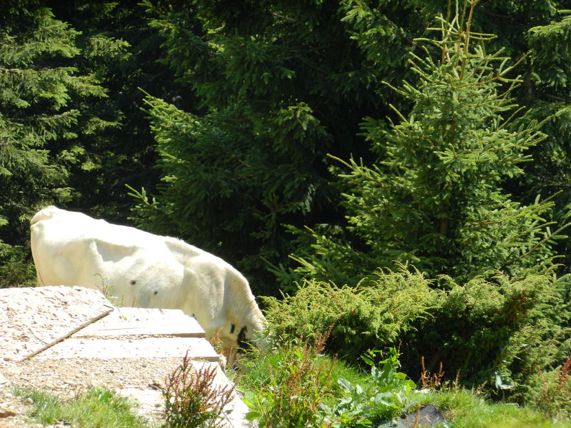  - 2016 PARANGU MIC _4