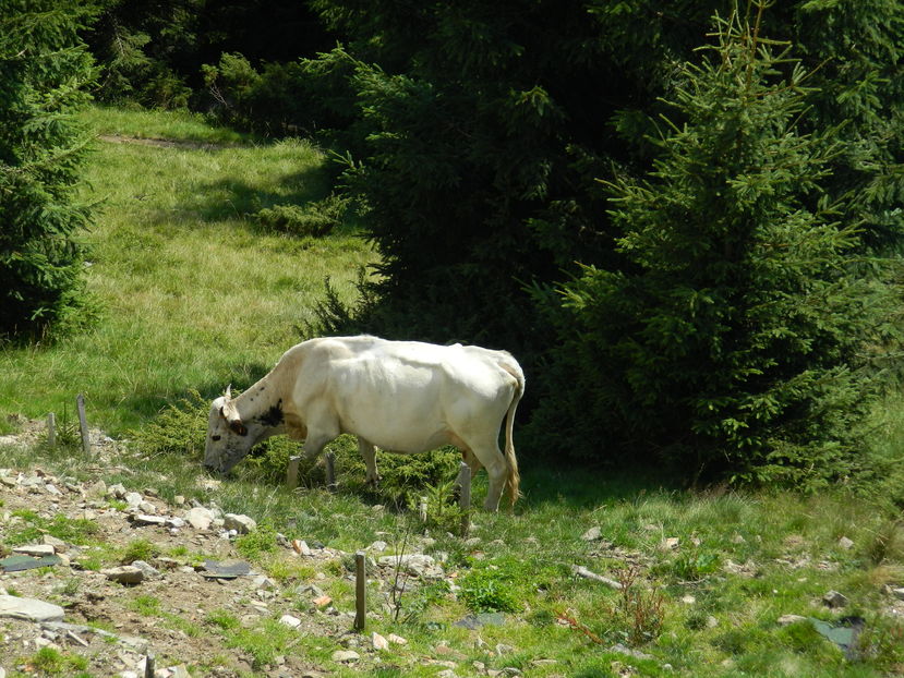  - 2016 PARANGU MIC _4