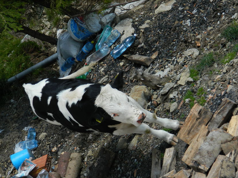  - 2016 PARANGU MIC _4