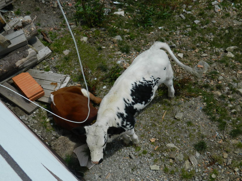  - 2016 PARANGU MIC _4