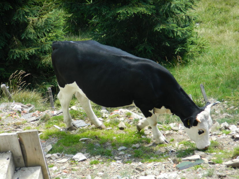  - 2016 PARANGU MIC _4