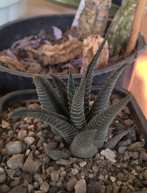 Haworthia limifolia cv. white stripes