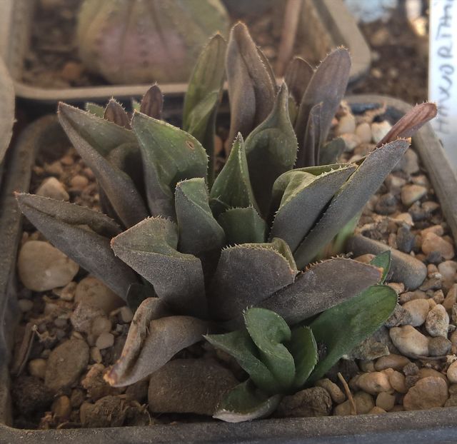 Haworthia magnifica v. atrofusca