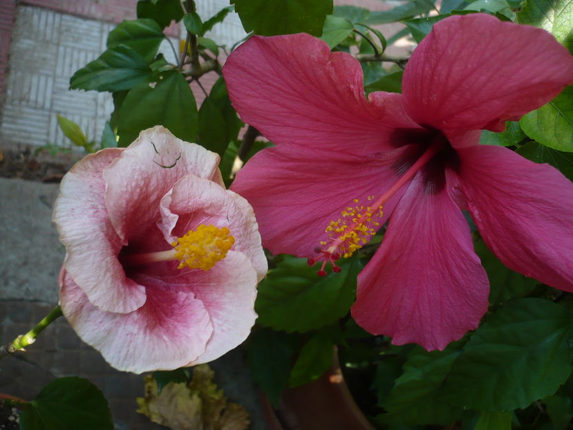 15.09.2016 - HIBISCUSI 2016-6