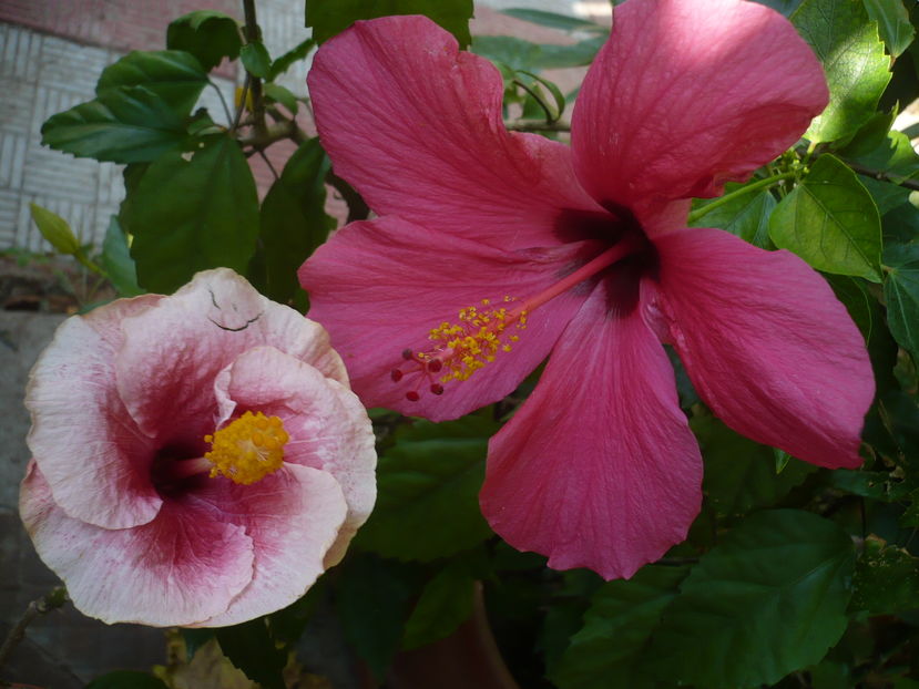 P1290980 - HIBISCUSI 2016-6