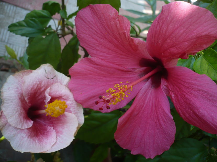 P1290981 - HIBISCUSI 2016-6