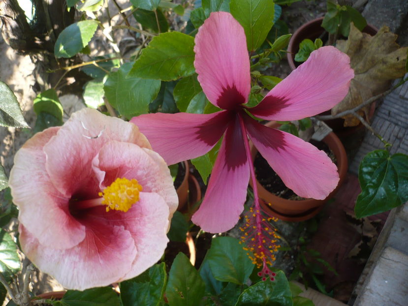 P1290982 - HIBISCUSI 2016-6