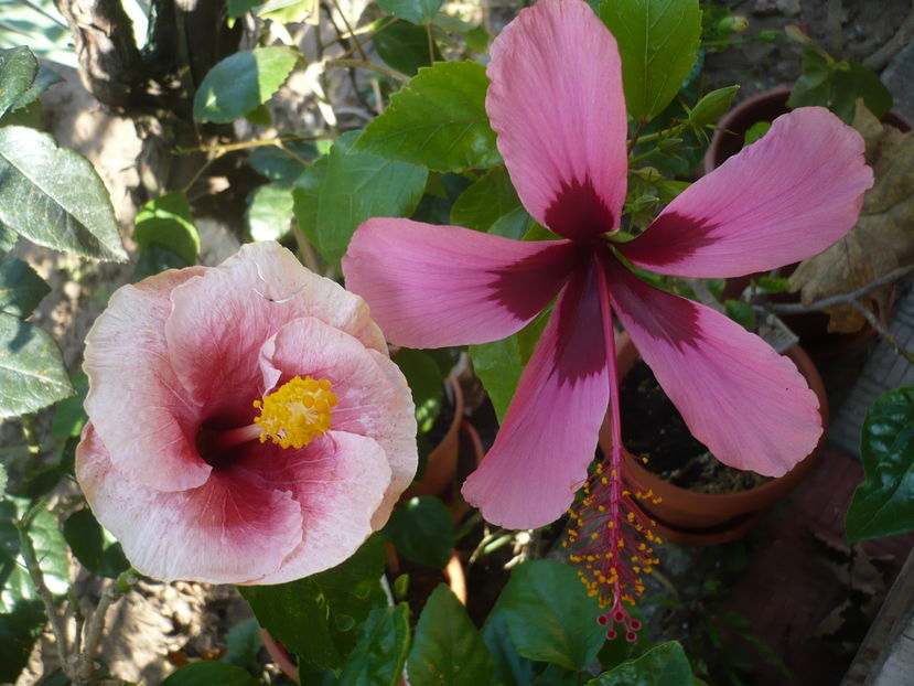 P1290984 - HIBISCUSI 2016-6