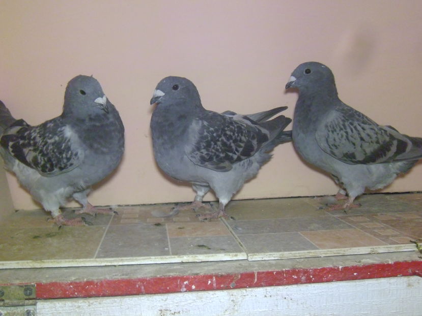 VINDUTI