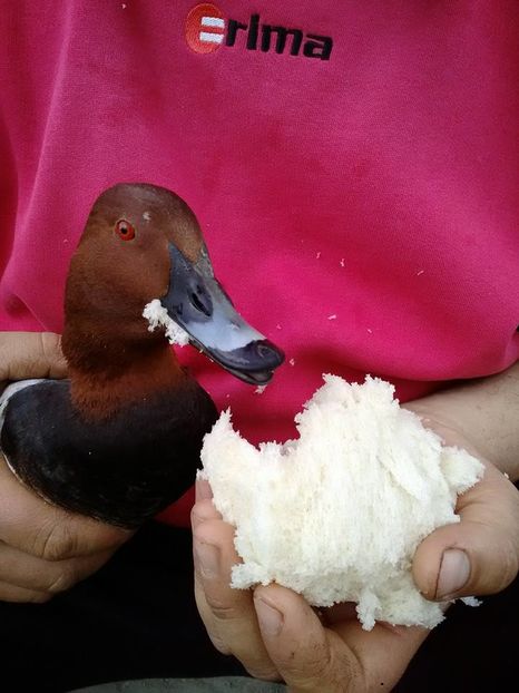 12963566_1169364513097243_7862187785600102843_n (1)